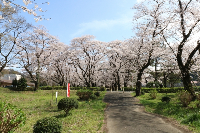 上大島キャンプ場内に咲く桜