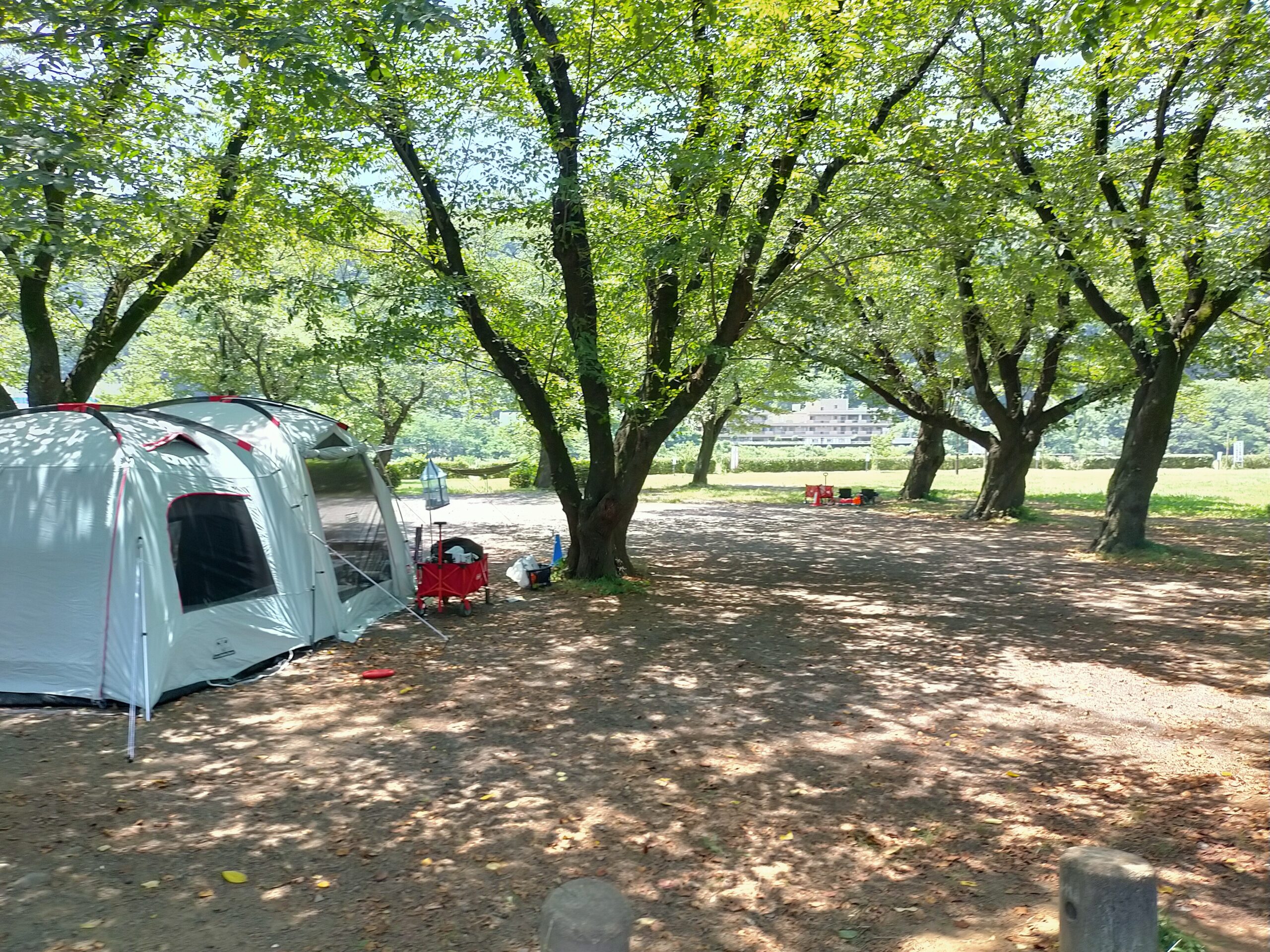 上大島キャンプ場の林間サイトにコールマンのツールームテント