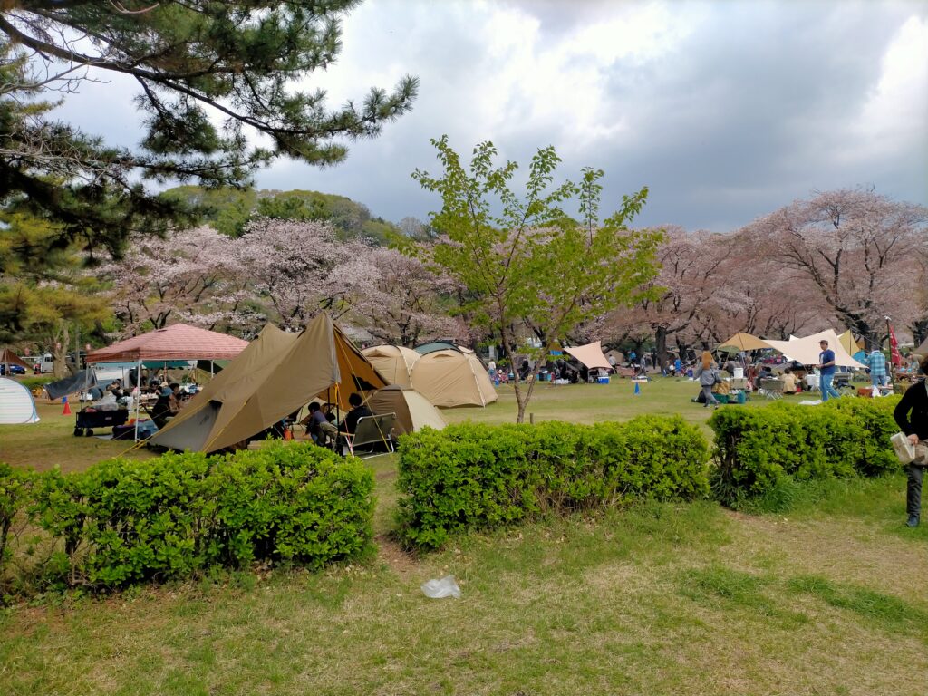 相模原市の上大島キャンプ場の桜まつりの写真