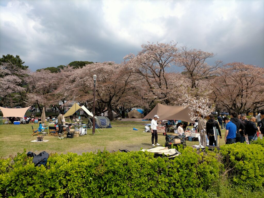 相模原市の上大島キャンプ場芝生サイトの桜まつりの写真